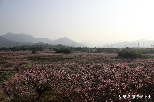 人间三月芳菲尽 山寺桃花始盛开 奉化桃花 艳天下