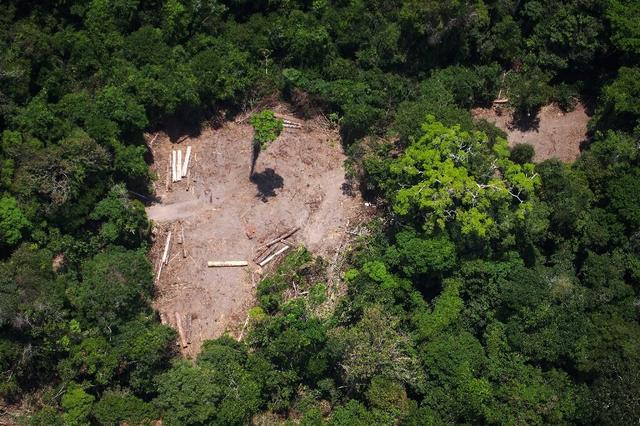 雨林變沙漠？巴西1月砍280多平方公裏，我國沙漠樹木超11.2萬公頃
