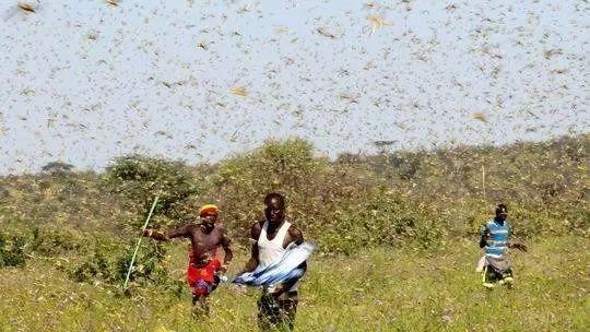 蝗虫来袭！预警：4000亿只蝗虫已到达中国边境！【中国科讯】