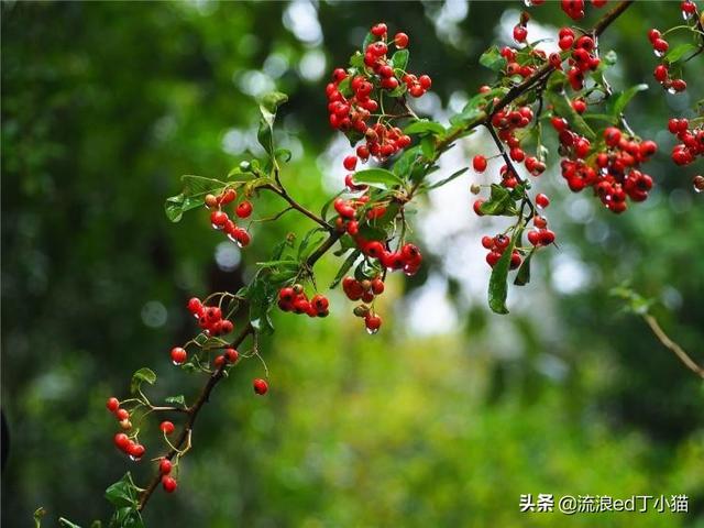 毗鄰梵淨山的必去小衆美景：西南最美的鬼谷與西部浴都，景美人少