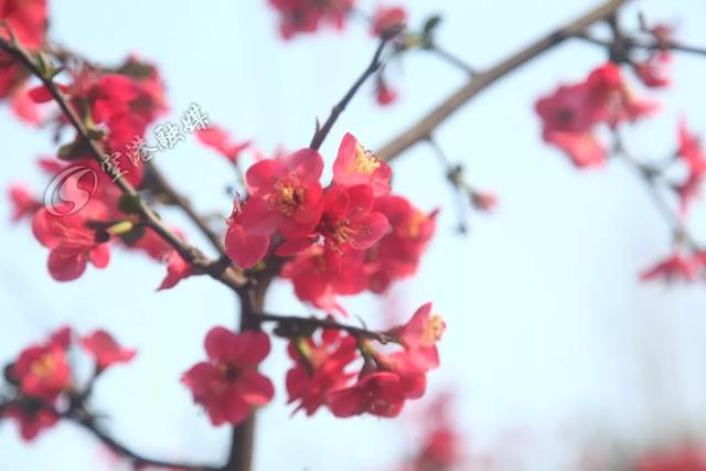 云赏花安排！双流人宅在家也不能错过这番春意