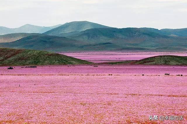 花海，看尽这个世界的绚烂