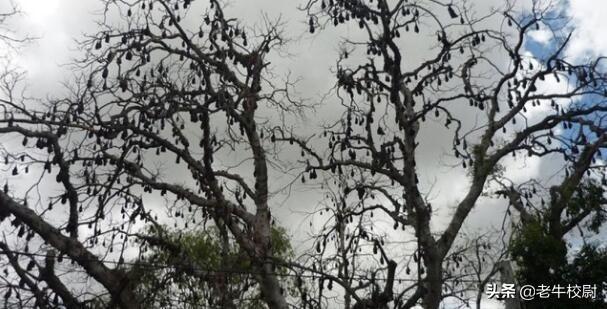 数万只蝙蝠再次袭击澳洲,专家提醒,千万不要碰触