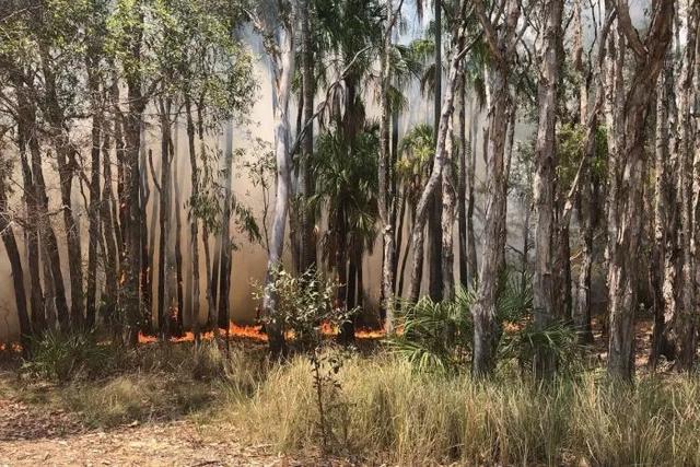 澳洲大火後，桉樹的“浴火重生”其實是一場基因層面的屠殺