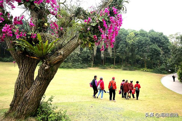 逛南宁国家AAAAA级景区，一天看不完的名花名木古迹，门票二十