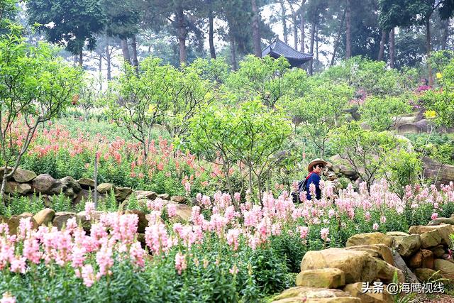 逛南宁国家AAAAA级景区，一天看不完的名花名木古迹，门票二十