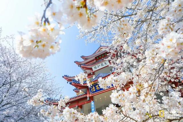 春暖花开，疫情过后，我们去这些地方看花吧