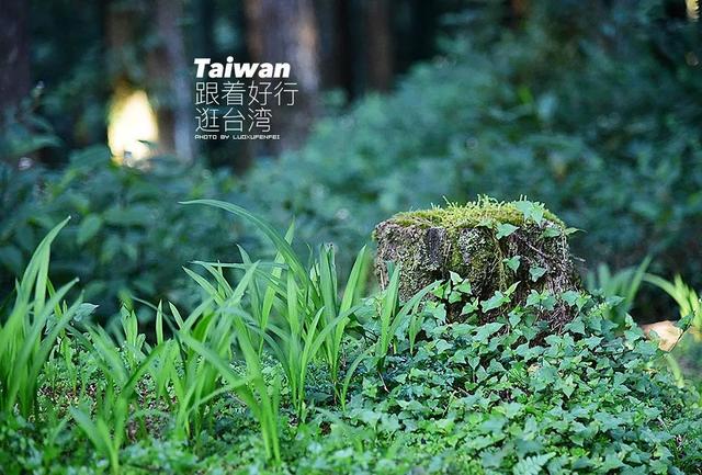 跟著好行逛台灣 | 神木下的約定，愛在阿裏山