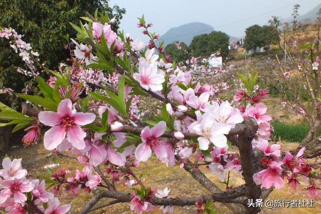 人间三月芳菲尽 山寺桃花始盛开 奉化桃花 艳天下