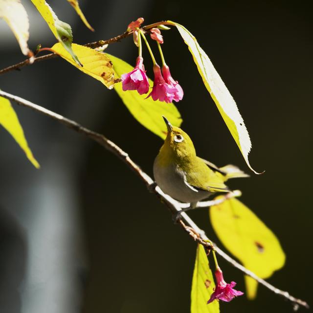 榕城：绣眼恋樱花