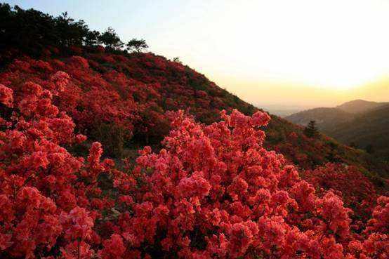 春暖花开，疫情过后，我们去这些地方看花吧