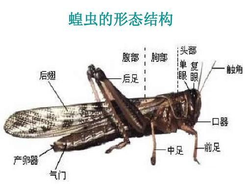 蝗灾时的蝗虫不能吃吗？为什么？