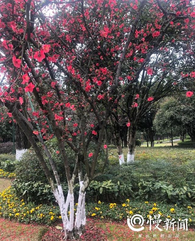 美图预警！早樱、红梅、野油菜、海棠……宅家不无聊，快来云赏花