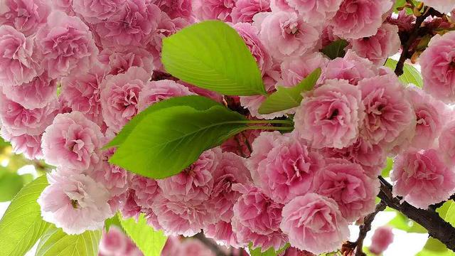 陽春三月，又是一年櫻花開，你都知道有哪些品種嗎
