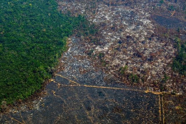 增加108%，巴西2020年1月砍了280多平方公裏，熱帶雨林悲劇在發生