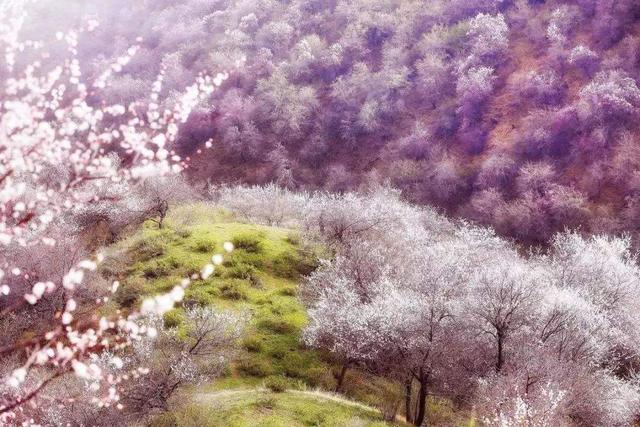 春暖花开，疫情过后，我们去这些地方看花吧