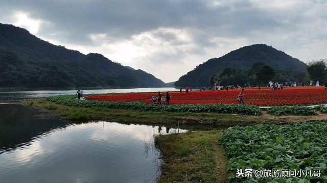 中國十大最美花海，你去過幾個？