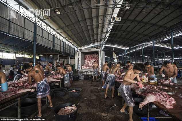 记者应邀观摩屠宰场 亲历猪被屠宰前经历的残忍 兽医学生看后呕吐