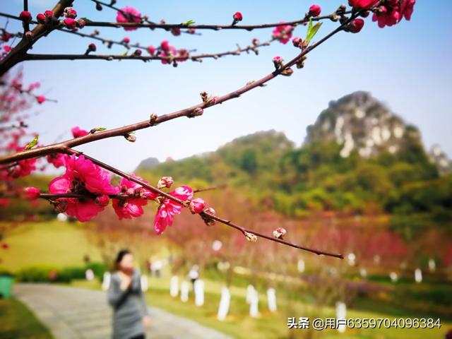 龙潭桃花开