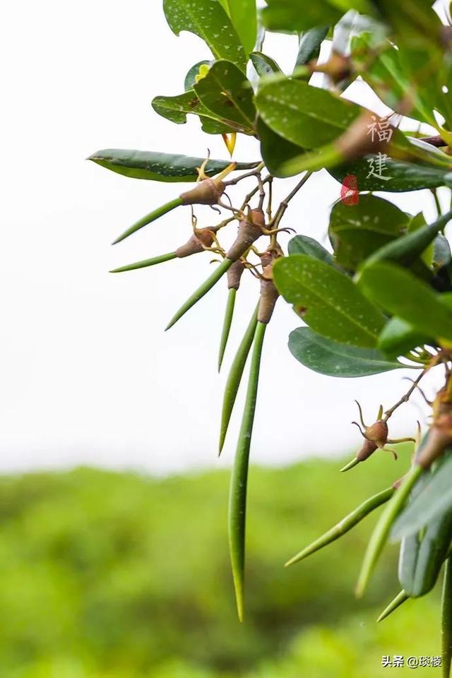 澳洲大火熄滅後，3.5億噸CO2怎麽解決？我們需要這樣的濕地