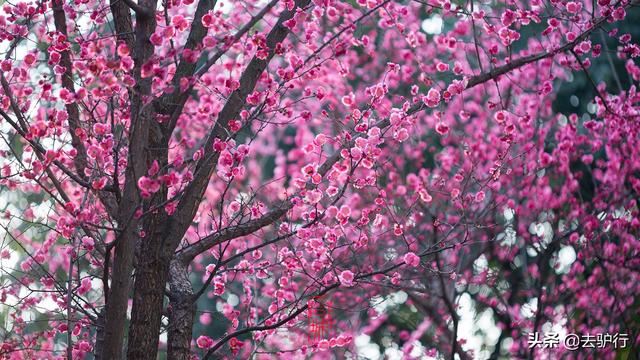 疫情下的重庆，早春梅花独自盛开，无人可赏是件多寂寞的事