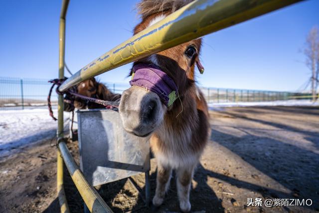 吃烤羊，看大秀，兩天一晚玩轉中國馬鎮旅遊度假區的冰與火之歌