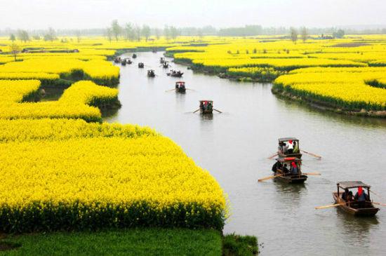 “油菜花開滿地黃，叢間蝶舞蜜蜂忙”，細數中國最佳油菜花欣賞地