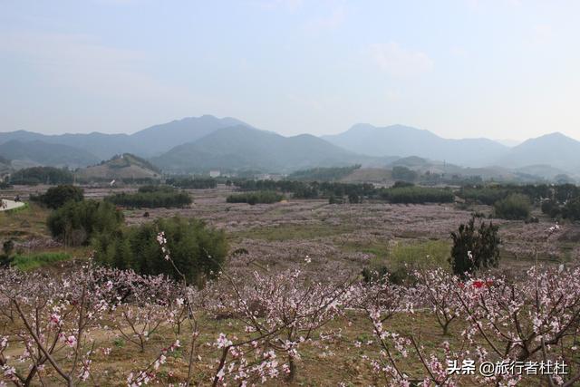 人间三月芳菲尽 山寺桃花始盛开 奉化桃花 艳天下