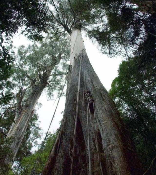 地球上最高的树，最高达到了156米，但是我国不允许种植