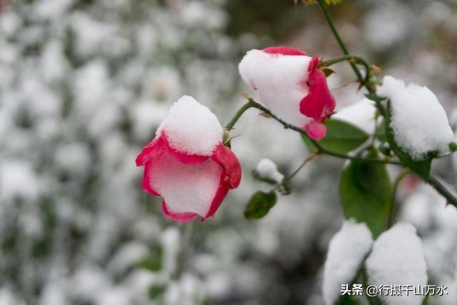 雪后的泉城公园，雪中的蔷薇花太美了