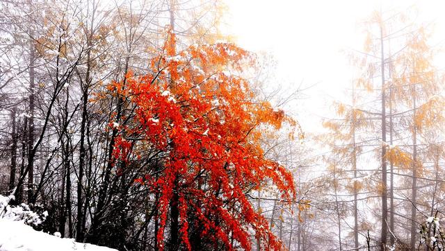 【美景】广元下雪了，这才是正确的打开方式！