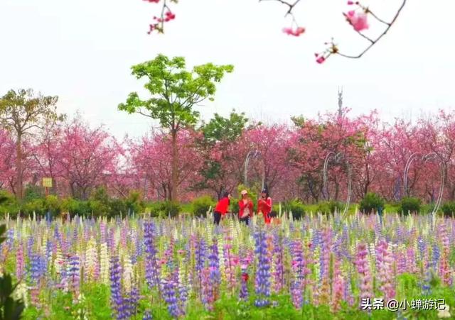 想感受早春的樱花 又不想跑太远，就去从化天适樱花悠乐园吧