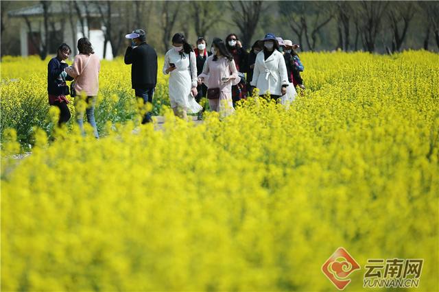 春色明媚，螳螂川油菜花盛开