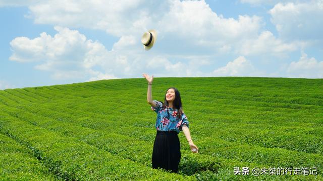 世界上面積最大的茶海，連片茶園超4萬畝，不收門票卻鮮爲人知