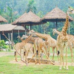 長隆野生動物世界遊玩攻略