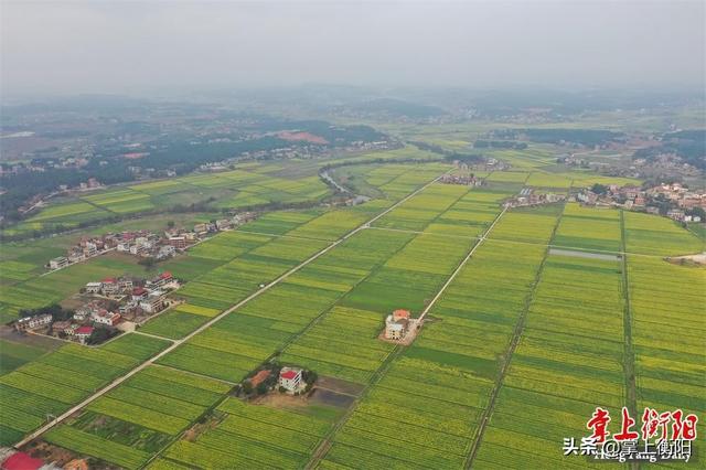 衡南宝盖镇：油菜花开春意浓