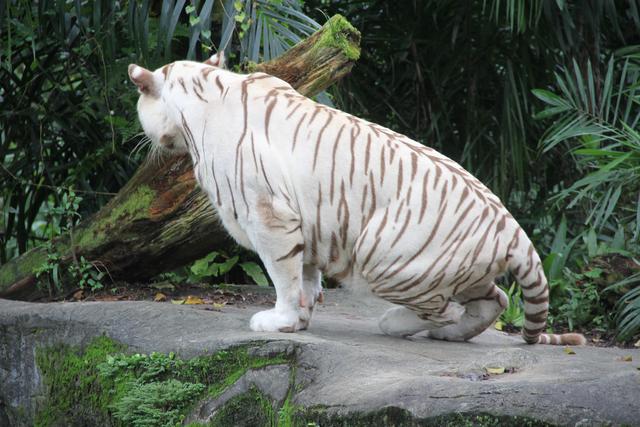 世界十大動物園之一：新加坡動物園，確實不一樣