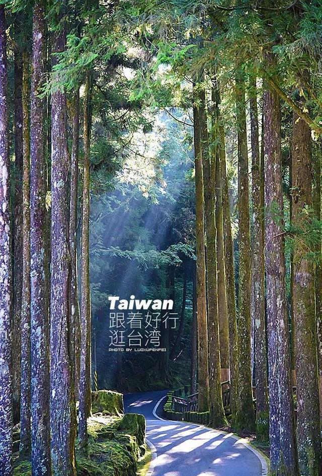跟著好行逛台灣 | 神木下的約定，愛在阿裏山