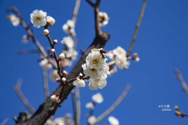 惊蛰到，春天来，明城墙遗址梅花盛开