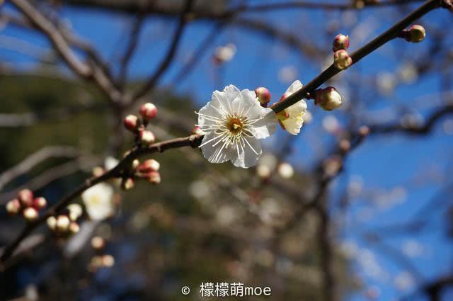 日本樱花季来了，中国游客不敢去，日本人的赏樱仪式感憋不住了