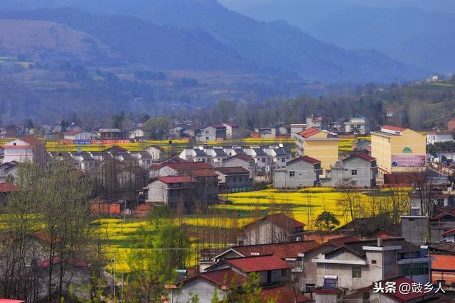 油菜花开了，可惜没有游客来欣赏