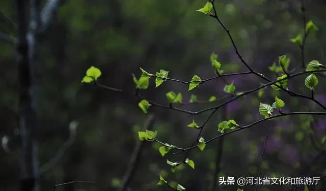 惊蛰丨平山的春天正等待着与你相见!