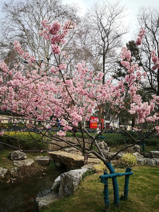 提前赏樱啦，春暖花开鸡鸣寺休闲公园，“初美人”花儿相当美