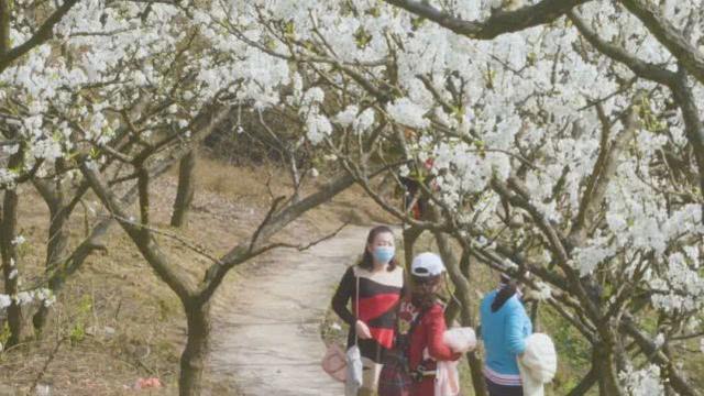 半山李花满山雪，构成了重庆春日最唯美的画卷