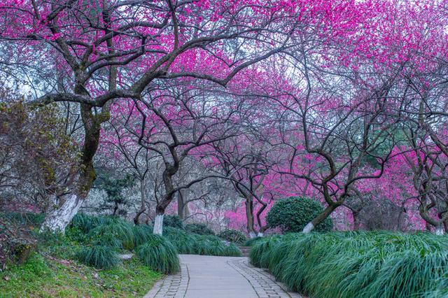 春季赏花去哪里？国内这些地方值得推荐，人少还景美