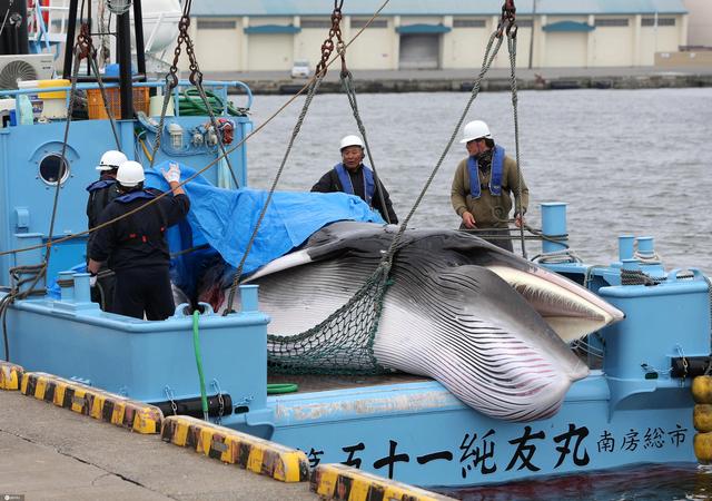 日本捕鲸船出发前往南极 称“只调查不捕鲸”网友评论：真的吗？