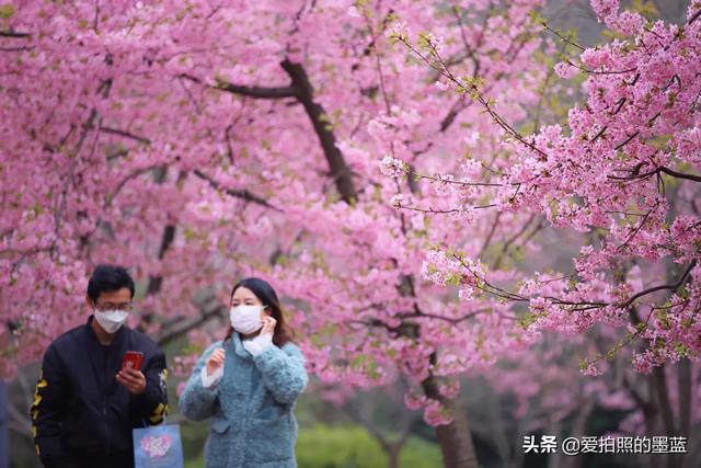 疫情下的无锡鼋头渚樱花悄悄盛开，没有了人头攒动却有点难过