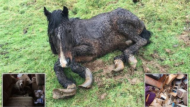 農場廢棄動物們在垃圾堆中生活 馬腳指甲長太長站不起來臥地等死