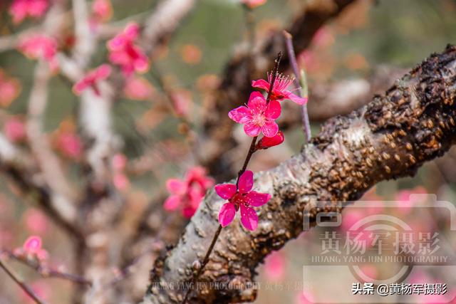 河源连平县春日里的鹰嘴桃花，红艳娇美的花朵开满乡村