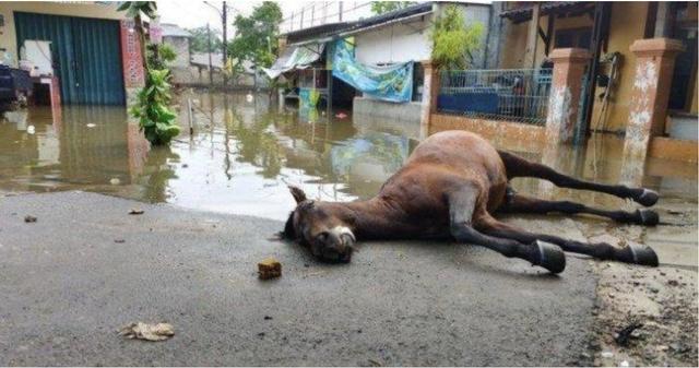 印尼洪灾严重致数万人流离失所，救灾马匹活活累死，倒地在街头
